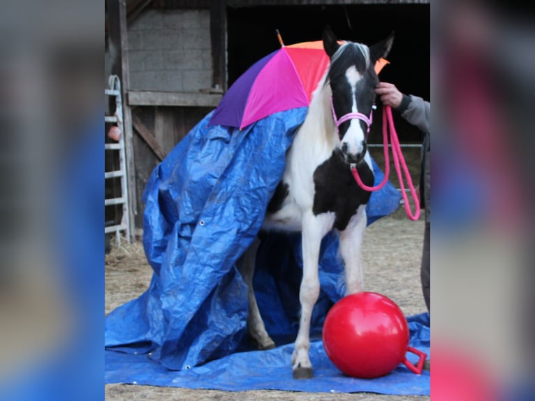Pinto Horse Mix Giumenta 2 Anni 150 cm Pezzato in Gemmerich