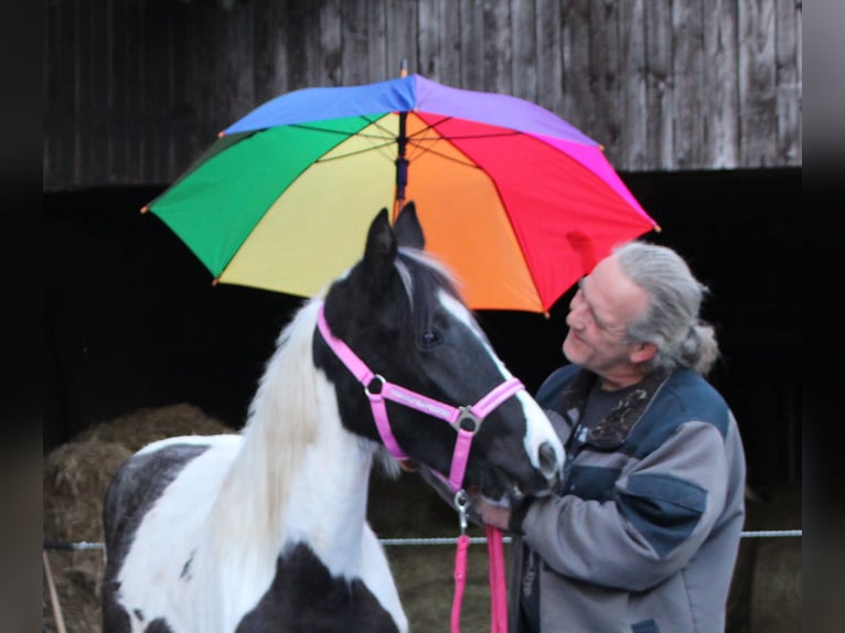Pinto Horse Mix Giumenta 2 Anni 150 cm Pezzato in Gemmerich