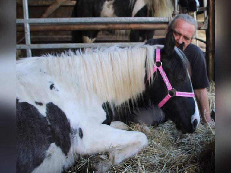 Pinto Horse Mix Giumenta 2 Anni 150 cm Pezzato in Gemmerich