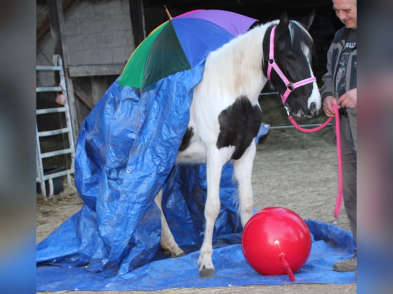 Pinto Horse Mix Giumenta 2 Anni 150 cm Pezzato in Gemmerich
