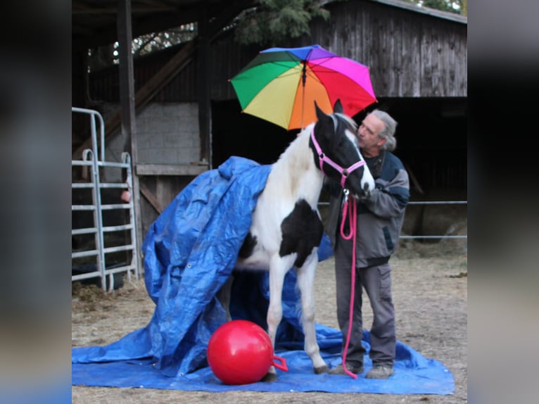 Pinto Horse Mix Giumenta 2 Anni 150 cm Pezzato in Gemmerich