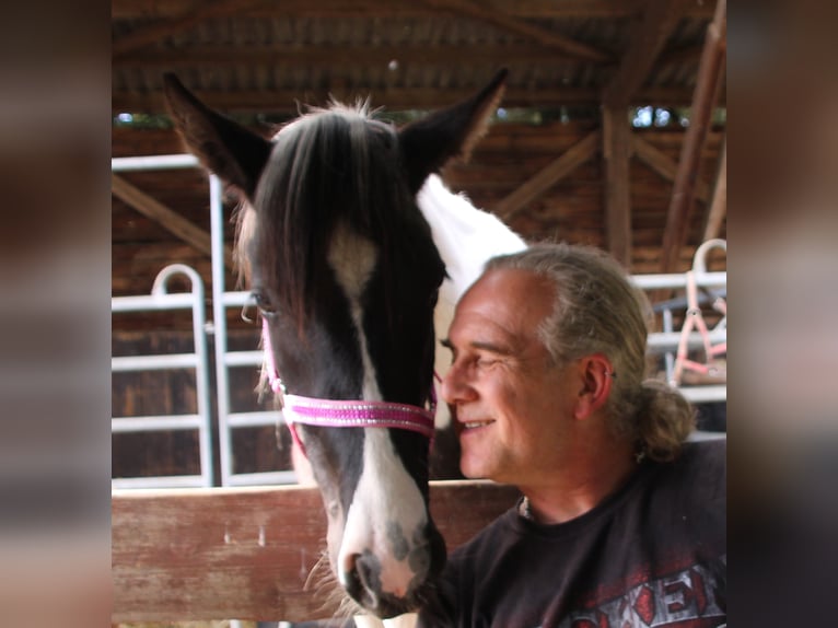 Pinto Horse Mix Giumenta 2 Anni 150 cm Pezzato in Gemmerich