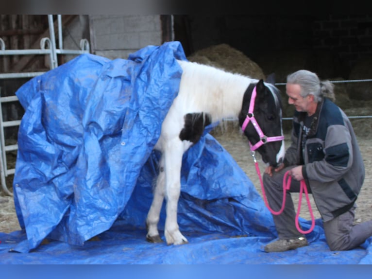 Pinto Horse Mix Giumenta 2 Anni 150 cm Pezzato in Gemmerich