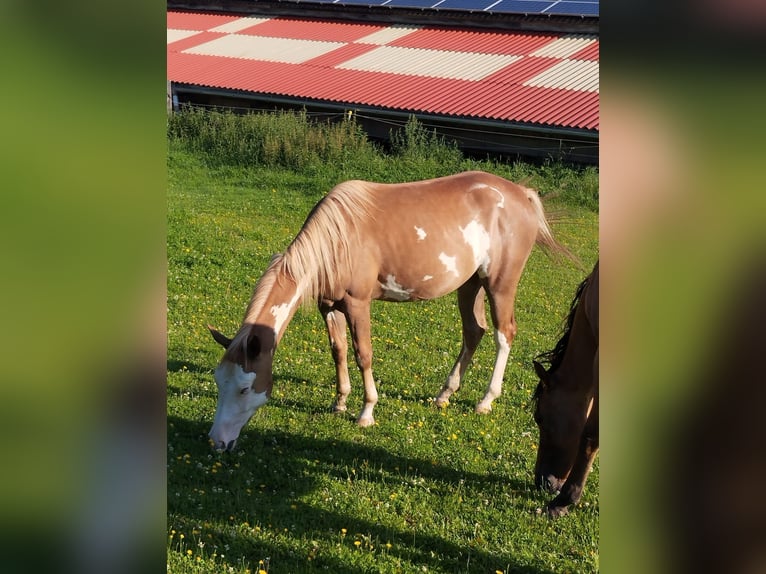 Pinto Horse Mix Giumenta 2 Anni 152 cm Sauro in Rödleiten Pinto Horse Mix Giumenta 2 Anni 152 cm Sauro in Rödleiten
