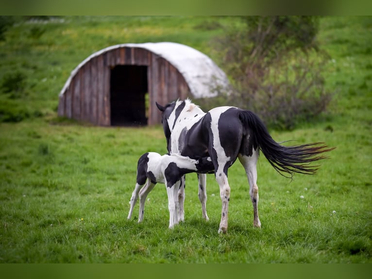 Pinto Horse Mix Giumenta 2 Anni 156 cm Pezzato in Treffurt