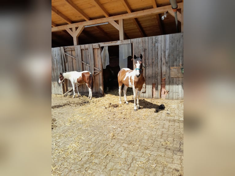 Pinto Horse Mix Giumenta 2 Anni 160 cm Pezzato in Geretsberg