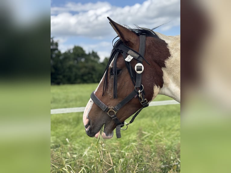 Pinto Horse Giumenta 2 Anni 161 cm Pezzato in Kalkar
