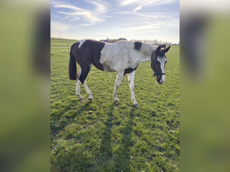 Pinto Horse Giumenta 2 Anni 161 cm Pezzato in Kalkar