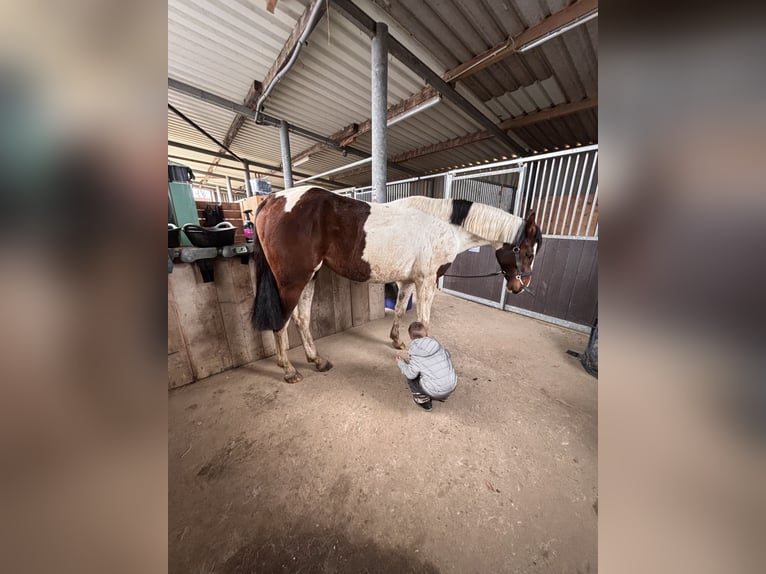 Pinto Horse Giumenta 2 Anni 162 cm Pezzato in Kalkar