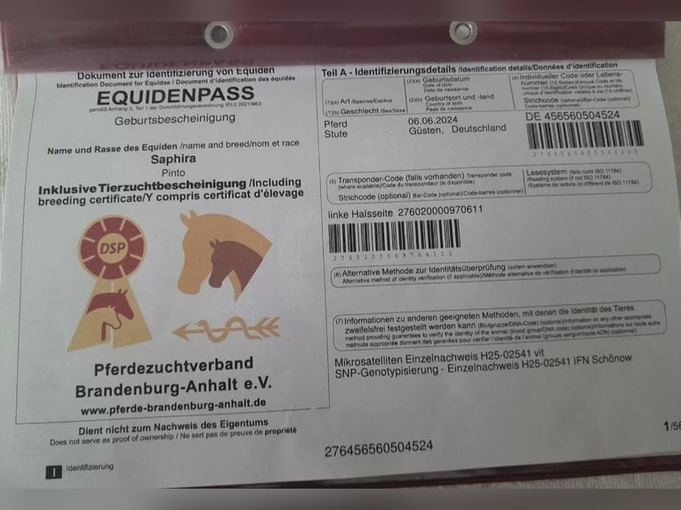 Pinto Horse Giumenta 2 Anni 165 cm Pezzato in Güsten