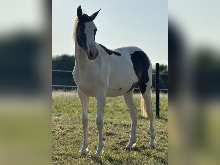 Pinto Horse Giumenta 2 Anni 165 cm Pezzato in Güsten