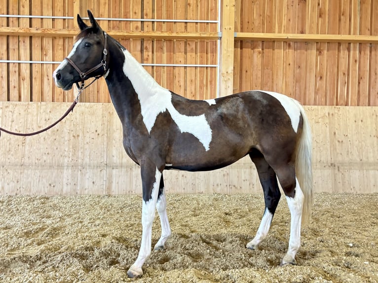 Pinto Horse Giumenta 2 Anni 165 cm Pezzato in Mold