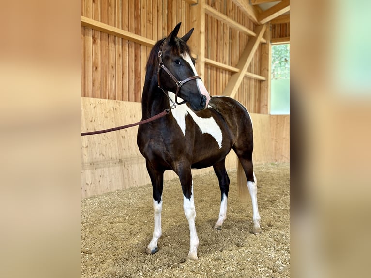 Pinto Horse Giumenta 2 Anni 165 cm Pezzato in Mold