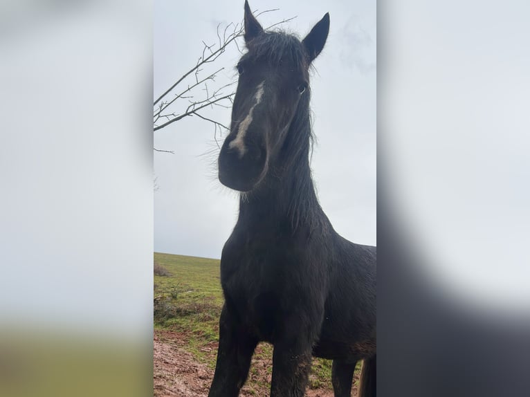 Pinto Horse Giumenta 2 Anni in La Fuliola