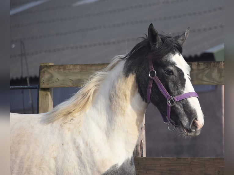 Pinto Horse Giumenta 3 Anni 144 cm Pezzato in Achtmaal