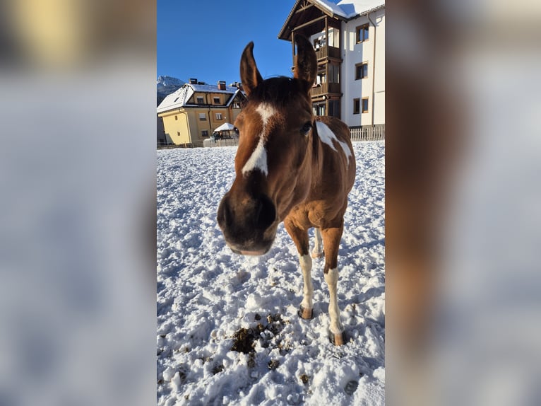 Pinto Horse Mix Giumenta 3 Anni 145 cm Pezzato in Hermagor-Pressegger See