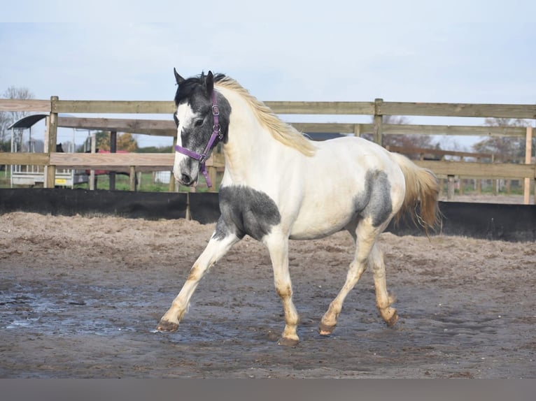 Pinto Horse Giumenta 3 Anni 145 cm Pezzato in Achtmaal