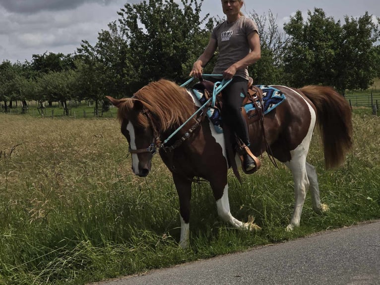 Pinto Horse Giumenta 3 Anni 145 cm Pezzato in Linkenbach