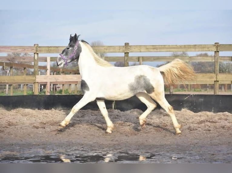 Pinto Horse Giumenta 3 Anni 148 cm Pezzato in Achtmaal
