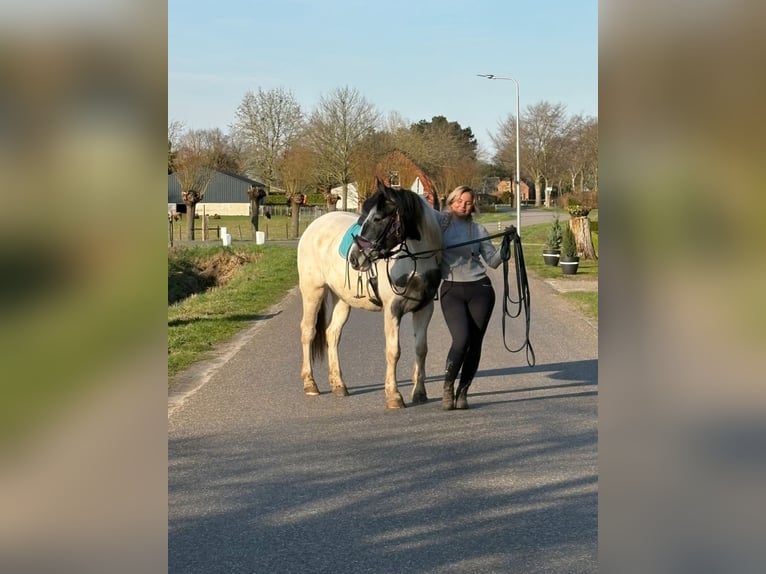 Pinto Horse Giumenta 3 Anni 148 cm Pezzato in Achtmaal