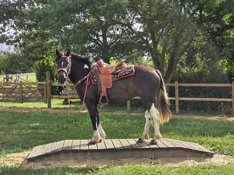 Pinto Horse Giumenta 3 Anni 148 cm Pezzato in Linkenbach