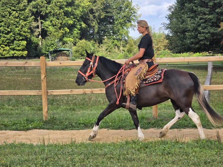 Pinto Horse Giumenta 3 Anni 148 cm Pezzato in Linkenbach