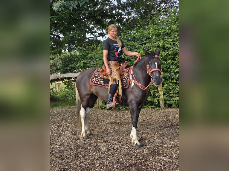 Pinto Horse Giumenta 3 Anni 148 cm Pezzato in Linkenbach