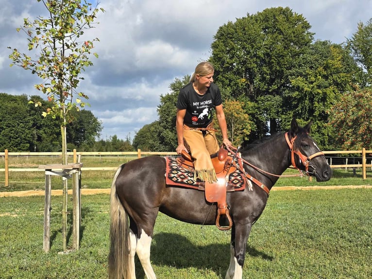 Pinto Horse Giumenta 3 Anni 148 cm Pezzato in Linkenbach