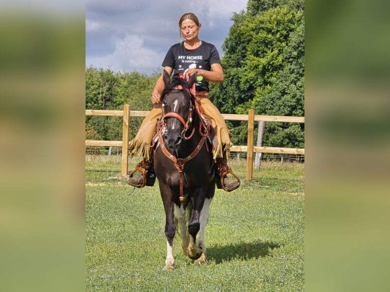 Pinto Horse Giumenta 3 Anni 148 cm Pezzato in Linkenbach