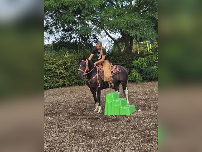 Pinto Horse Giumenta 3 Anni 148 cm Pezzato in Linkenbach