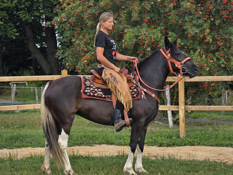 Pinto Horse Giumenta 3 Anni 148 cm Pezzato in Linkenbach