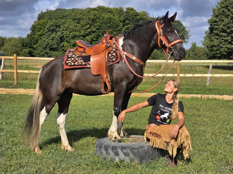 Pinto Horse Giumenta 3 Anni 148 cm Pezzato in Linkenbach