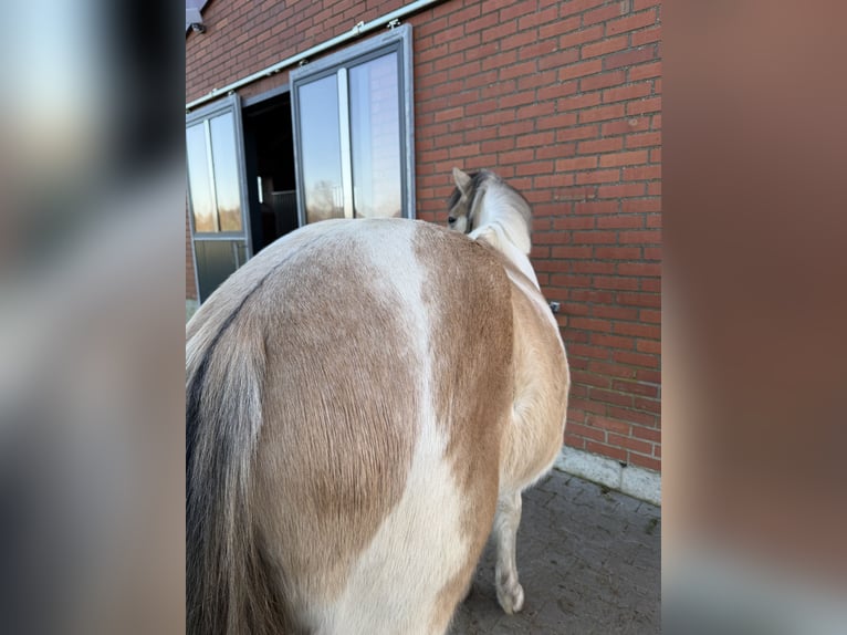 Pinto Horse Giumenta 3 Anni 150 cm Palomino in Losser