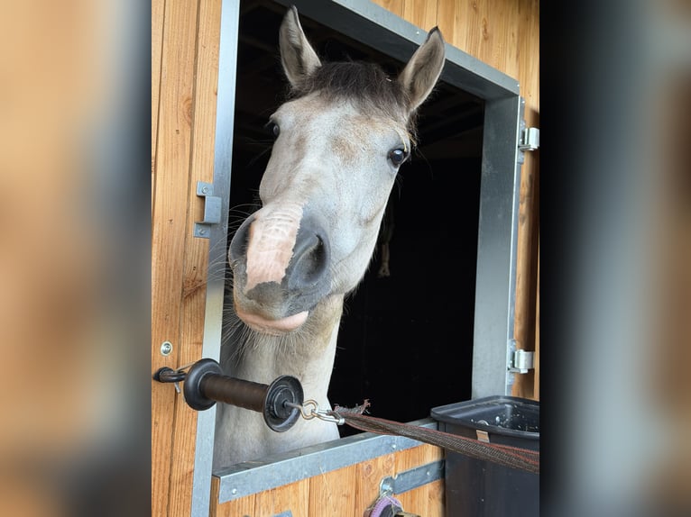 Pinto Horse Giumenta 3 Anni 150 cm Palomino in Losser