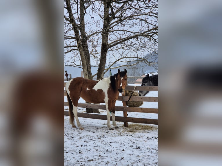 Pinto Horse Mix Giumenta 3 Anni 150 cm Pezzato in Hermagor-Pressegger See