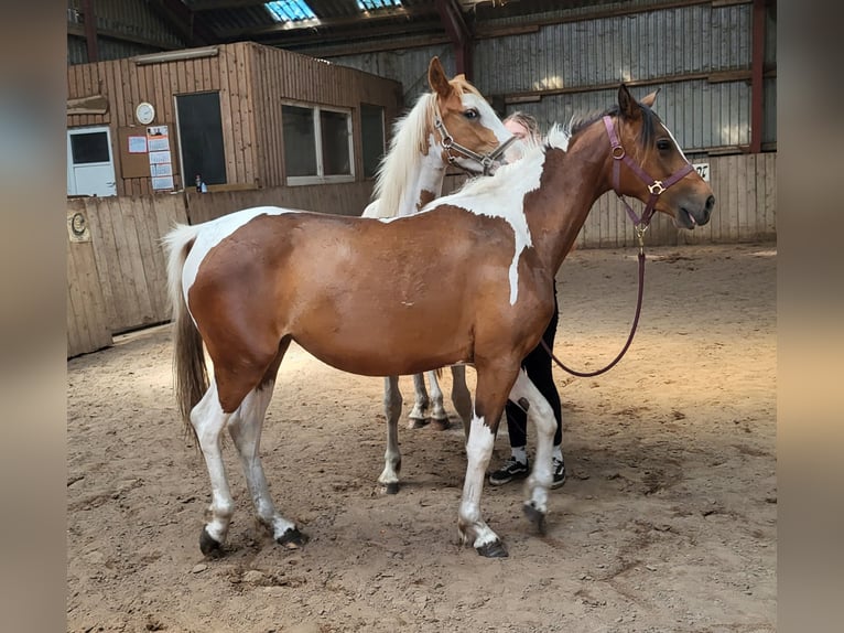 Pinto Horse Giumenta 3 Anni 150 cm Pezzato in Janneby