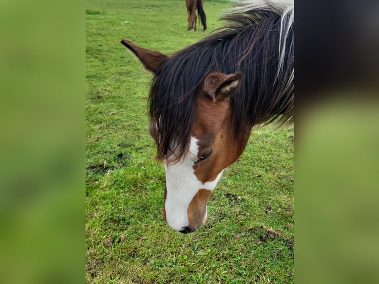 Pinto Horse Giumenta 3 Anni 150 cm Pezzato in Janneby