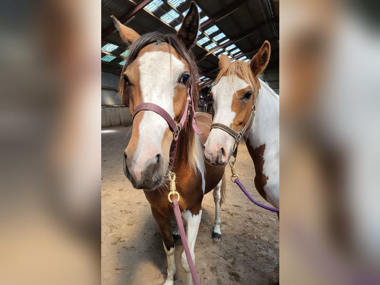 Pinto Horse Giumenta 3 Anni 150 cm Pezzato in Janneby
