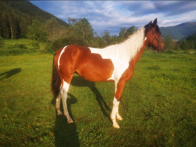 Pinto Horse Giumenta 3 Anni 155 cm Overo-tutti i colori in Schöder