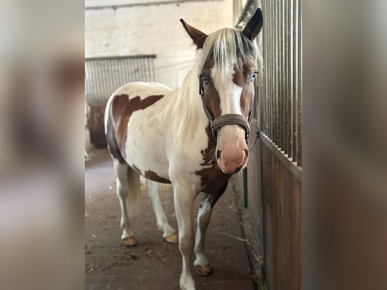 Pinto Horse Mix Giumenta 3 Anni 155 cm Pezzato in Storkow