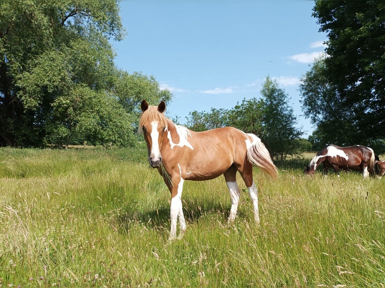 Pinto Horse Giumenta 3 Anni 155 cm Tobiano-tutti i colori in Berlingerode