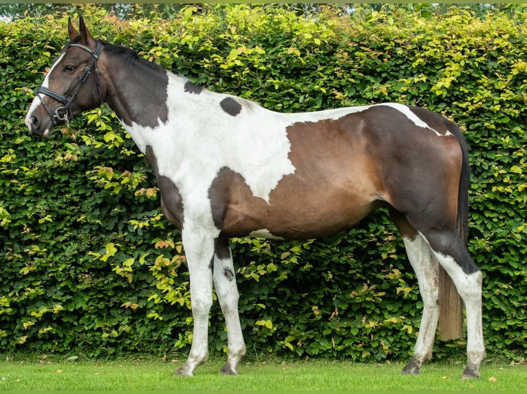 Pinto Horse Giumenta 3 Anni 166 cm Pezzato in Visselhövede