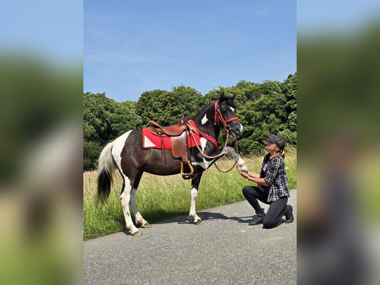 Pinto Horse Giumenta 4 Anni 136 cm Pezzato in Linkenbach