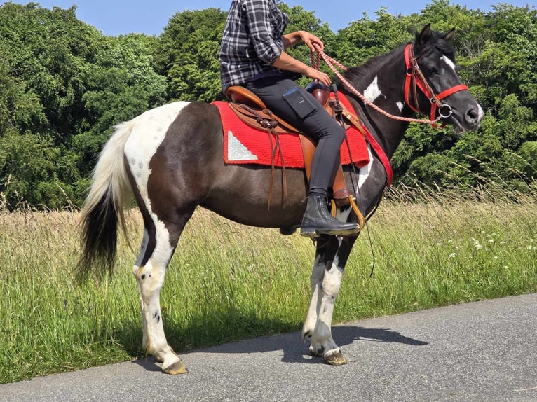 Pinto Horse Giumenta 4 Anni 136 cm Pezzato in Linkenbach