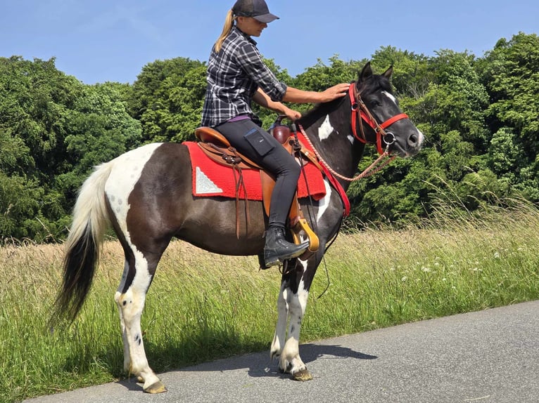 Pinto Horse Giumenta 4 Anni 136 cm Pezzato in Linkenbach
