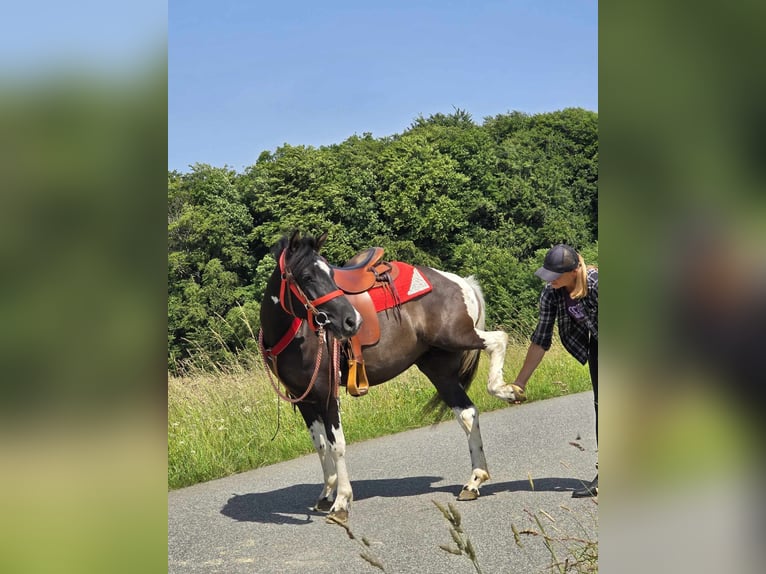 Pinto Horse Giumenta 4 Anni 136 cm Pezzato in Linkenbach