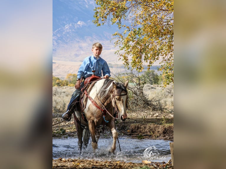 Pinto Horse Giumenta 4 Anni 140 cm Pelle di daino in Cody