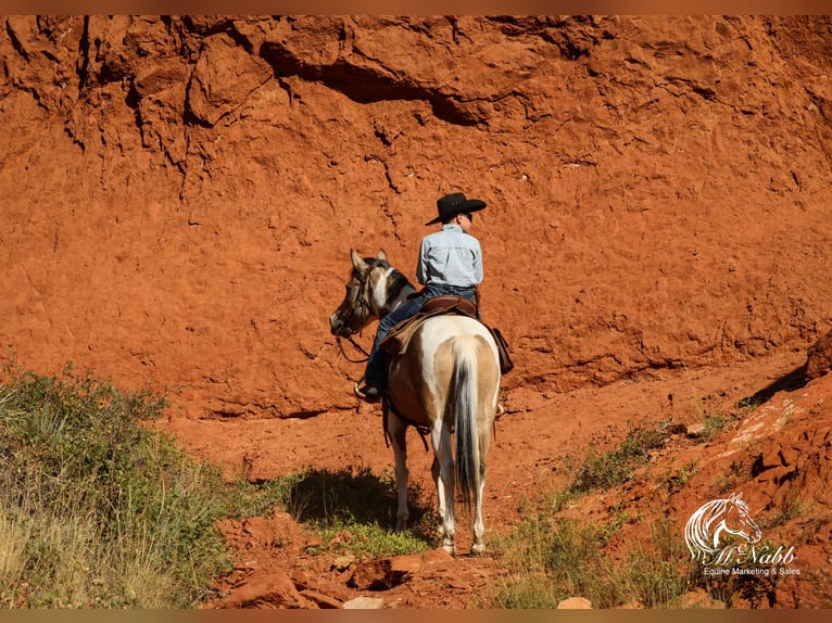 Pinto Horse Giumenta 4 Anni 140 cm Pelle di daino in Cody