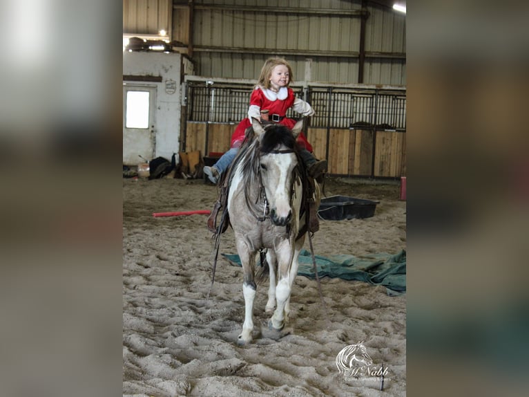 Pinto Horse Giumenta 4 Anni 140 cm Pelle di daino in Cody