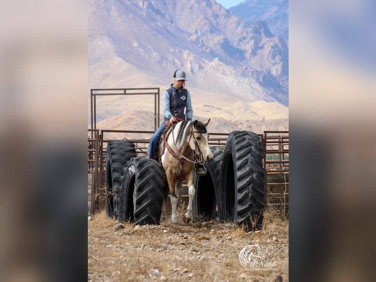 Pinto Horse Giumenta 4 Anni 140 cm Pelle di daino in Cody